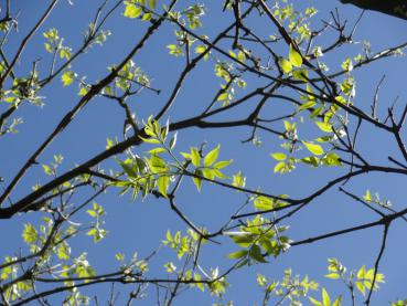 Bienenbaum mit Blattaustrieb im Frühjahr