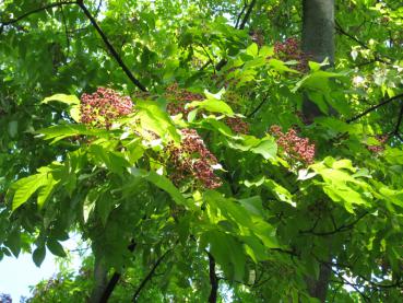 Bienenbaum mit rosaroten Früchten im Herbst