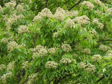 Der Bienenbaum blüht reichlich.