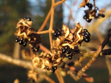 Im Winter geben die Kapseln des Bienenbaums die glänzend schwarzen Samen frei.