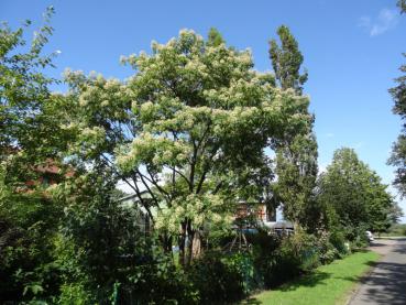 Blühender Bienenbaum im August