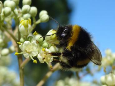 Bietet viele Pollen an: Euodia hupehensis