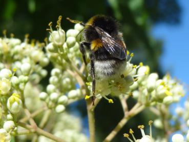 Der Bienenbaum ist auch begehrt bei Hummeln und Schwebfliegen