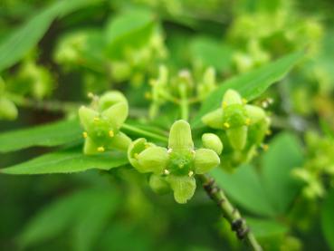 Vingad benved, Euonymus alatus