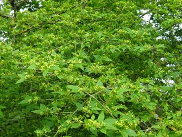 Vingad benved, Euonymus alatus