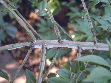 Vingad benved, Euonymus alatus