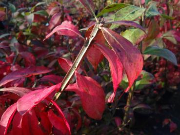 Vingad benved, Euonymus alatus