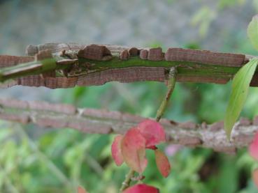 Vingad benved, Euonymus alatus