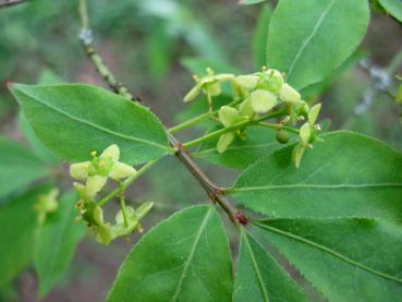 Vingad benved, Euonymus alatus