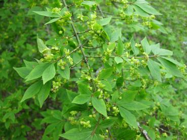 Vingad benved, Euonymus alatus