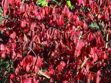 Niedriger Korkspindelstrauch - Euonymus alatus Compactus