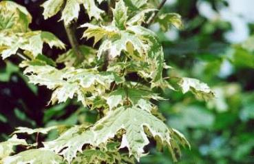 Acer platanoides Drummondii - Weißgerandeter Spitzahorn