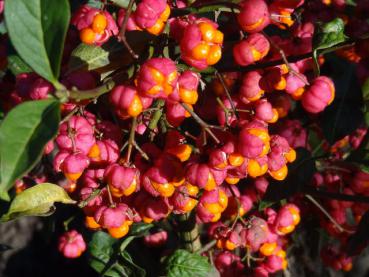 Euonymus europaeus - Gewöhnliches Pfaffenhütchen