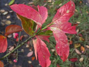 Rote Herbstfärbung des Pfaffenhütchens