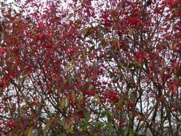 Euonymus europaeus mit vielen roten Früchten, aufgenommen Mitte November