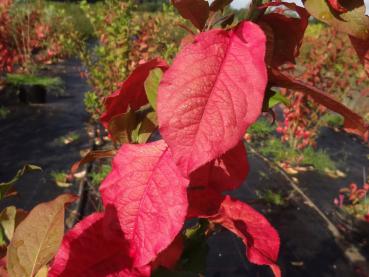 Schönes Herbstlaub beim Europäischen Pfaffenhut