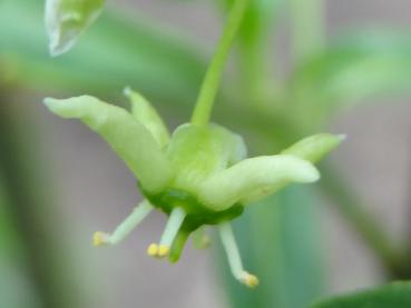 Die unscheinbare grünliche Blüte des Pfaffenhütchens