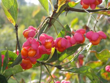 Orangerote Früchte von Euonymus europaeus