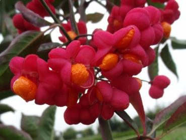 Euonymus europaeus Red Cascade - Pracht-Pfaffenhütchen