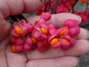 Früchte von Euonymus europaeus Red Cascade