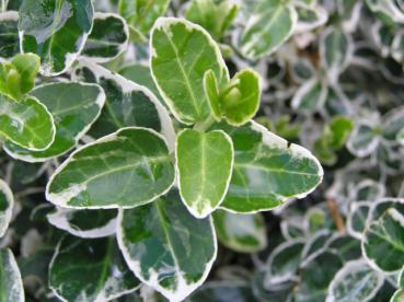 Weißbunte Kriechspindel - Euonymus fortunei Emerald Gaiety