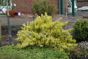 Euonymus fortunei Emerald´n Gold - Gelbbunte Kriechspindel