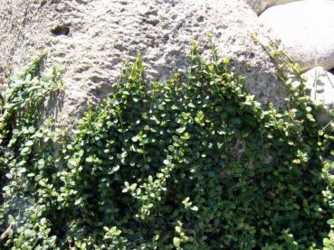 Euonymus fortunei Minimus als Bodendecker