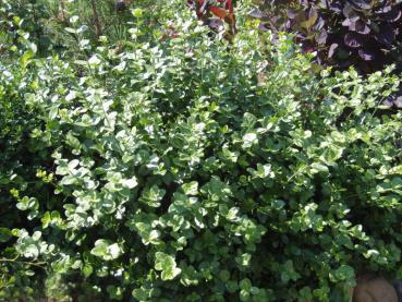 Euonymus fortunei radicans - Teppich-Spindelstrauch