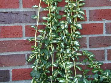 Euonymus fortunei Sunspot berankt eine Mauer