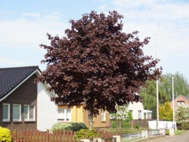 Acer platanoides Faassens Black als Hausbaum