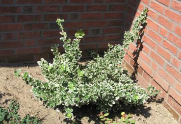 Weißbunte Kletterspindel - Euonymus fortunei Vegetus Variegatus