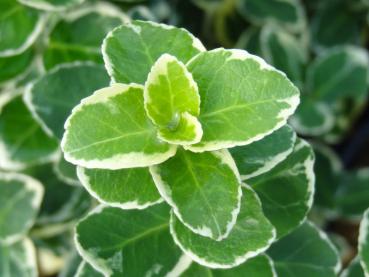 Triebspitze von Euonymus fortunei Vegetus Variegatus