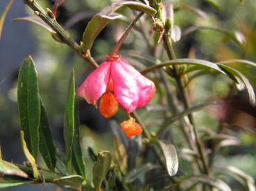 Dvärgbenved - Euonymus nanus turkestanicus