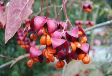 Sachalin-Pfaffenhut - Euonymus planipes