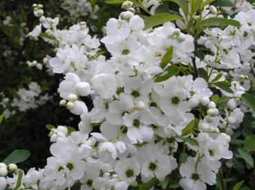 Exochorda racemosa - Prunkspiere, Radspiere