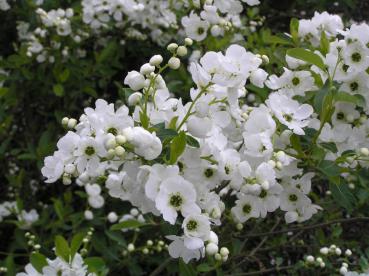 Weiße Blüte der Exochorda racemosa