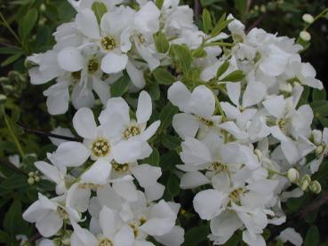 Zahlreiche weiße Blüten im Mai: die Prunkspiere