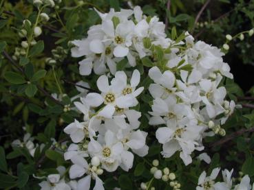 Die Radspiere bildet schöne weiße Blüten.