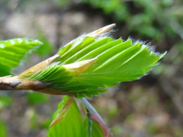 Blatt der Rotbuche beim Austrieb