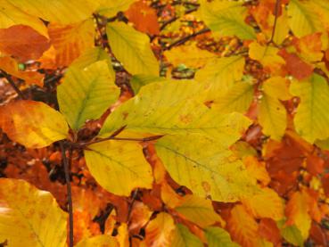 Lange haftet das schöne Herbstlaub an den Rotbuchen.