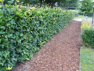 Streng geschnittene Rotbuchenhecke