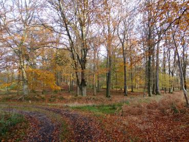 Herbstlicher Wald mit Rotbuchen