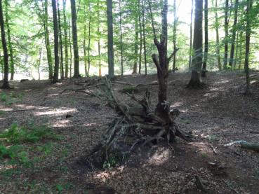 Toter Stamm einer Rotbuche im Wald