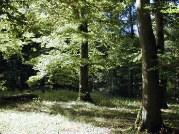 Die Rotbuche als Waldbaum