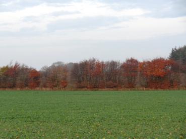 Rotbuchen als Knickbepflanzung in Schleswig-Holstein, aufgenommen Mitte November