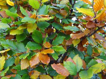 Herbstliches Laub der Rotbuche