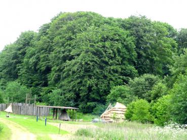 Stattliche Rotbuchen am Steinzeitdorf in Albersdorf