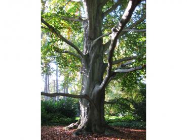 Alte Rotbuche mit beginnender Herbstfärbung