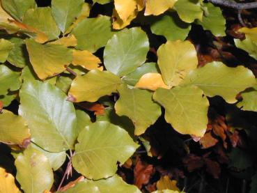 Die Rotbuche im beginnenden Herbstlaub