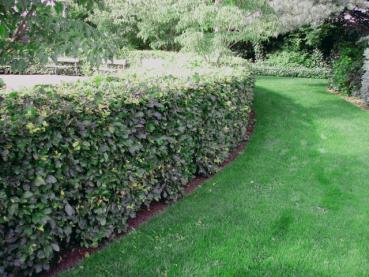 Geschnittene Hecke von Fagus sylvatica